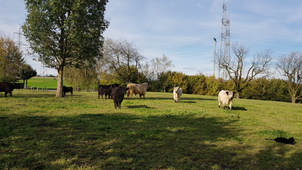 Unsere Galloways